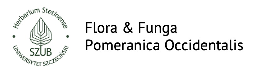 Strona główna